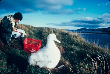 Image: Albatross Colony