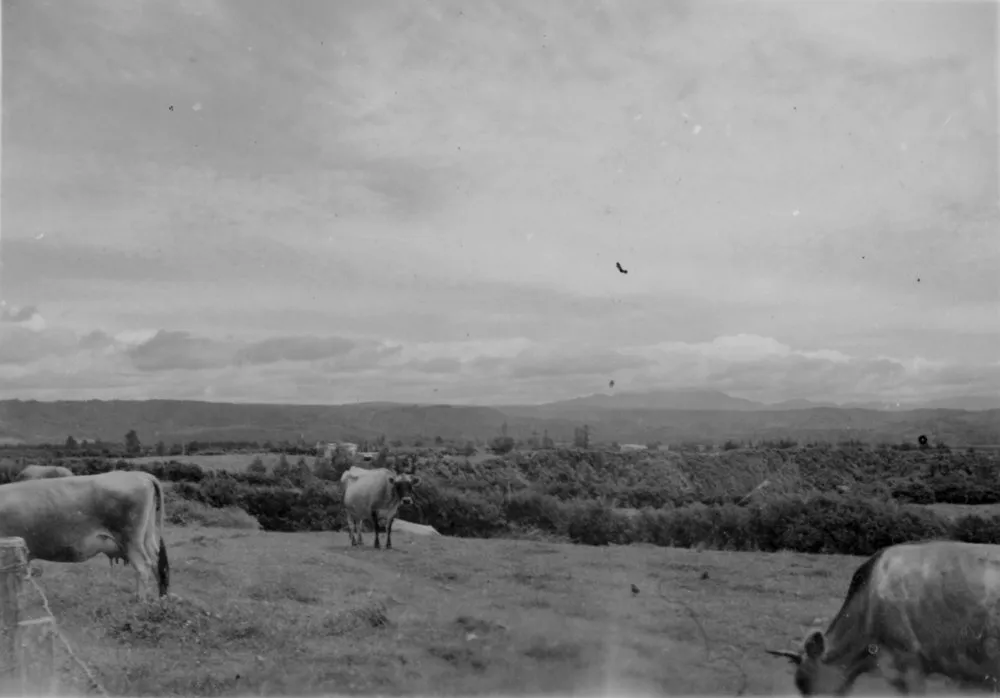 View from Kaimai Ranges