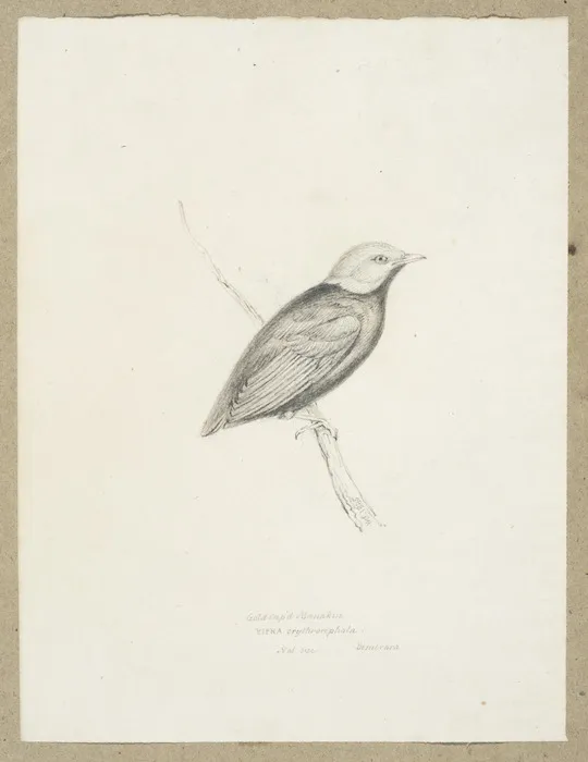 Swainson, William, 1789-1855 :Gold cap'd manakin. Pipra erythrocephala. Nat[ural] size. Demerara. [1830s]