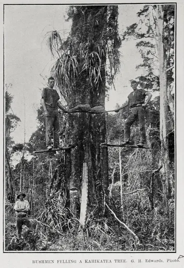 BUSHMEN FELLING A KAHIKATEA TREE Image: BUSHMEN FELLING A KAHIKATEA TREE