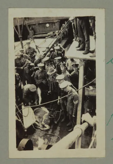 Image: Shipping Donkeys for Transport Work