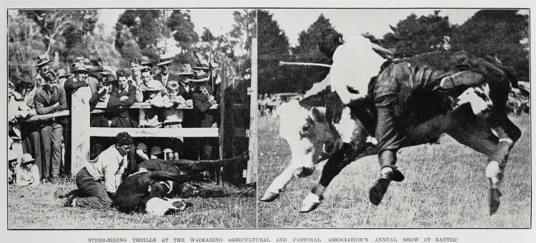 Steer-riding thrills at the Waimarino Agricultural and Pastoral Association annual show at Raetihi
