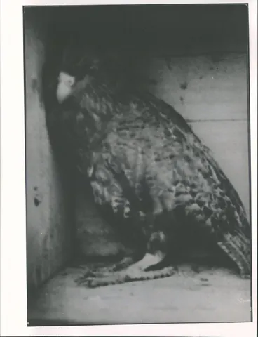 Image: Kakapo [Dusky Sound]
