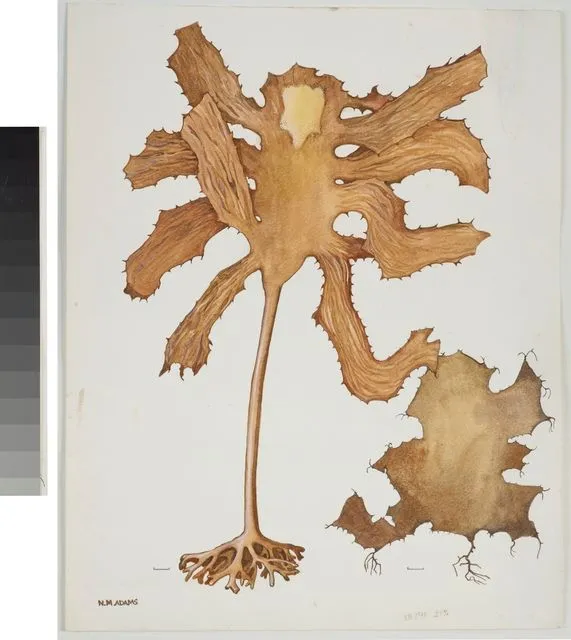 Watercolour illustration of the Ecklonia algae, Plate 32 from 'Seaweeds of New Zealand'