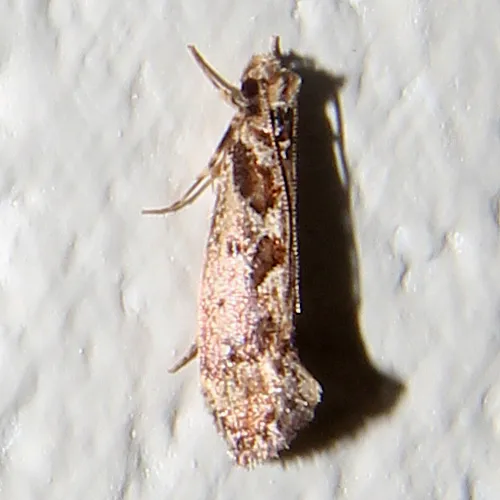 Erechthias capnitis