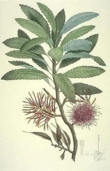 Image: Knightia excelsa (Proteaceae)