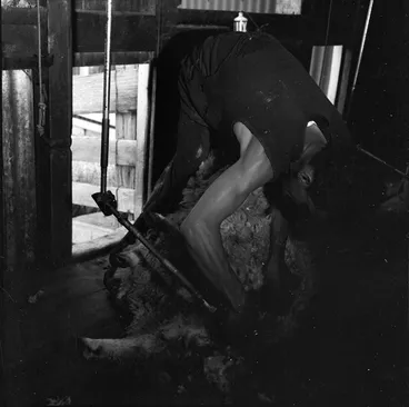 Image: Maori sheep shearers at work, Wairarapa