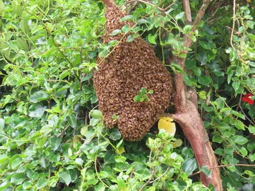 Image: Western Honey Bee