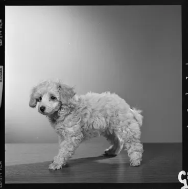 Image: Evans, Poodle