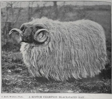 A Scotch champion black-faced ram Image: A Scotch champion black-faced ram