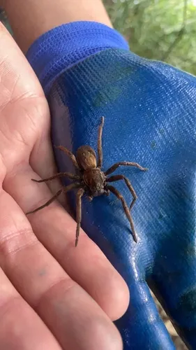 Large Brown Vagrant Spider