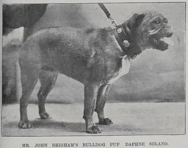 Image: Mr John Brigham's Bulldog pup 'Daphne Solano'