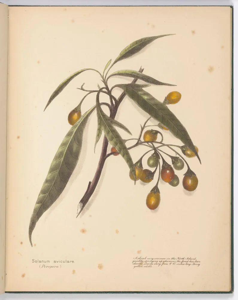 Solanum aviculare (Poropora). Plate 6. From the book: New Zealand berries
