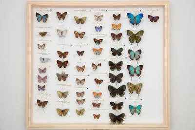 Chrysozephyrus aurorinus