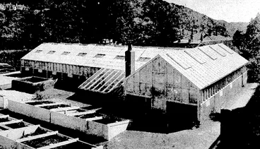 Image: The begonia house at the Botanical Gardens, where I the beautiful, collection of begonias, gloxinias, etc., has been classed by enthusiastic horticulturists as ' the best in the Dominion. On right, the interior, showing some of the fine blooms which have been attracting a great number of visitors during the past few days. (Evening Post, 18 February 1937)