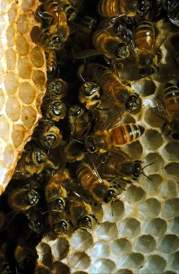 Image: Wild honeybees inside a hive