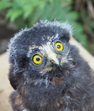 Image: Morepork