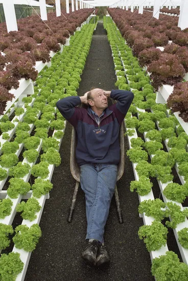 Image: Phil Henderson sitting amongst hydroponically grown lettuces - Photograph taken by Ross Giblin
