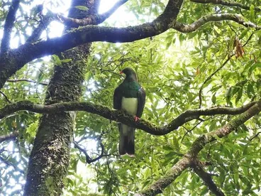 New Zealand Pigeon Image: New Zealand Pigeon