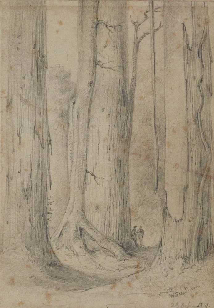 Rata embracing a Totara, near Hughes, Lower Hutt.