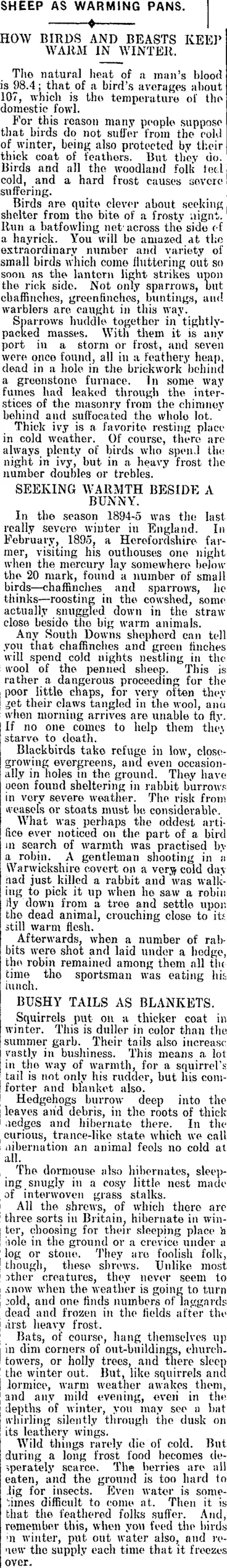 Image: SHEEP AS WARMING PANS. (Mataura Ensign 11-2-1908)