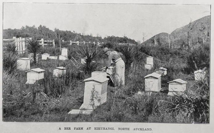 A bee farm at Hikurangi, Northland