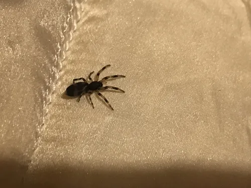 Common White-tail Spider