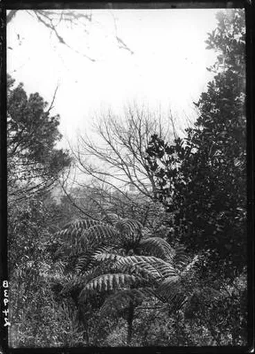 Image: Auckland Domain - fern trees.