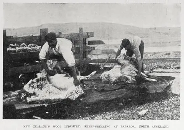 Image: NEW ZEALAND'S WOOL INDUSTRY: SHEEP-SHEARING AT PAPAROA, NORTH AUCKLAND