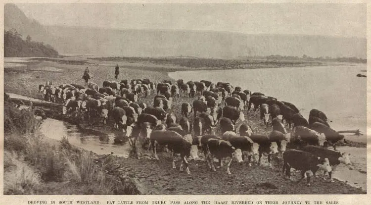Droving in South Westland: fat cattle from Okuru pass along the Haast riverbed on their journey to the sales