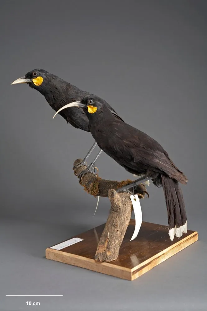 Huia, Heteralocha acutirostris