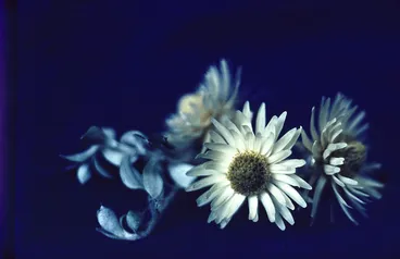Image: Helichrysum bellidioides