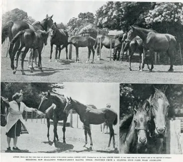Image: Breeding New Zealand's world-famous racing stock: pictures from a leading stud farm near Auckland