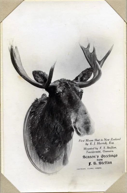 First moose shot in New Zealand, by E. J. Herrick.