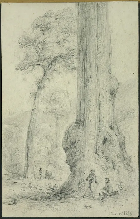 Swainson, William, 1789-1855 :Rata, 12 January, 1849