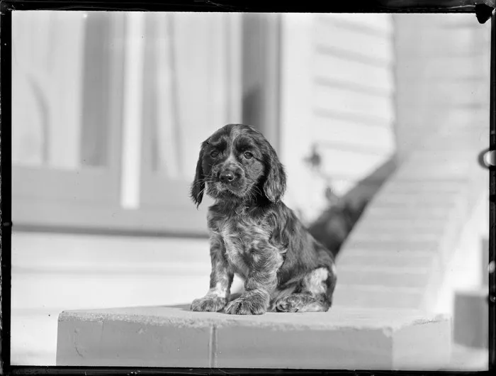 Springer spaniel puppy