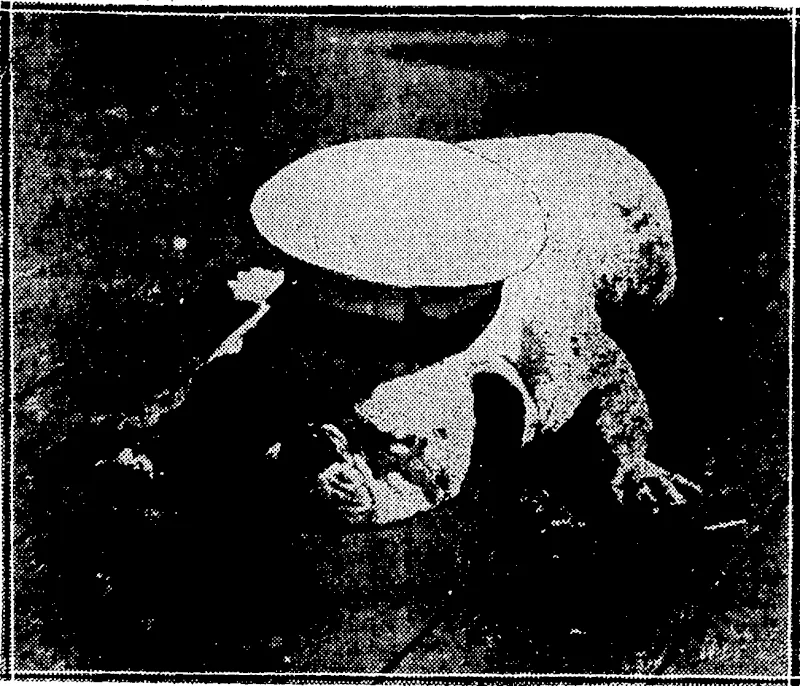 Sport and General Photo. DULEEPSIIVHJI IN CHARACTERISTIC ATTITUDE.—The well known Indian cricketer, K. S. Duleepsinhfi, who visited New Zealand last year, shown getting a ball through the slips in the match M.C.C. v. Australia at Lord's on 17th May. . • " . Sport and General Fhoto, "FED UP."—Bonzo, the bulldog mascot of H.M.S. Barham, takes a spell after a-day's heavy firing during manoeuvres with the . Atlantic Fleet in Moray Firth, Scotland. (Evening Post, 04 July 1930)