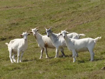 Image: Domestic Goat