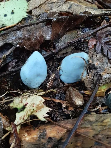 Blue Pouch Fungus