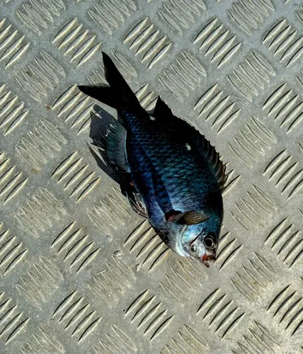 New Zealand Demoiselle