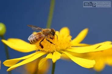 Image: Honey Bee