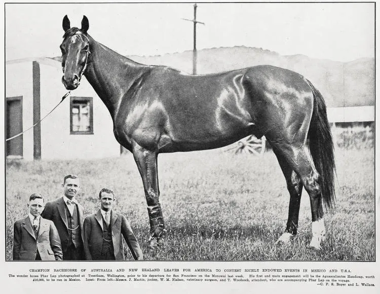 Champion racehorse of Australia and New Zealand leaves for America to contest in Mexico and U.S.A.