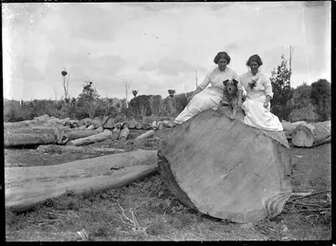 Image: Two unidentified women and a dog seated on a large kauri log.