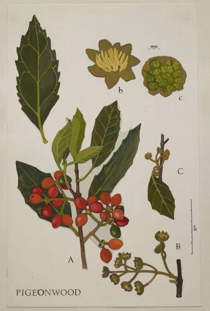 Watercolour illustration of pigeonwood (Hedycarya arborea), Plate 10 in 'New Zealand Native Trees'.