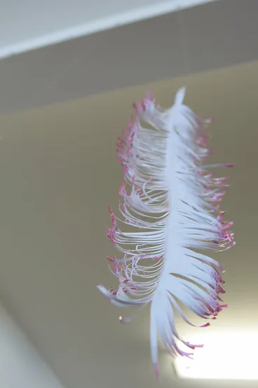 Image: Parihaka feather