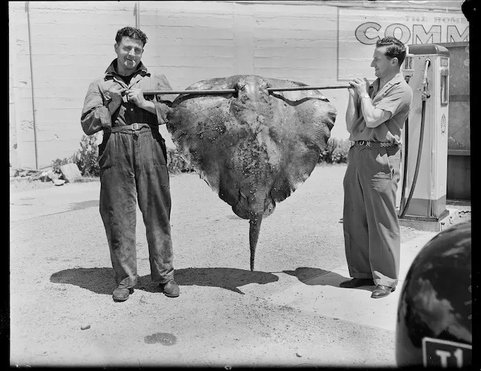 Stingray caught at Petone