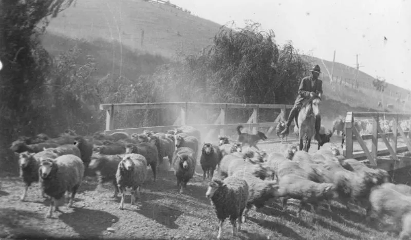 Sheep Droving, Hawke's Bay