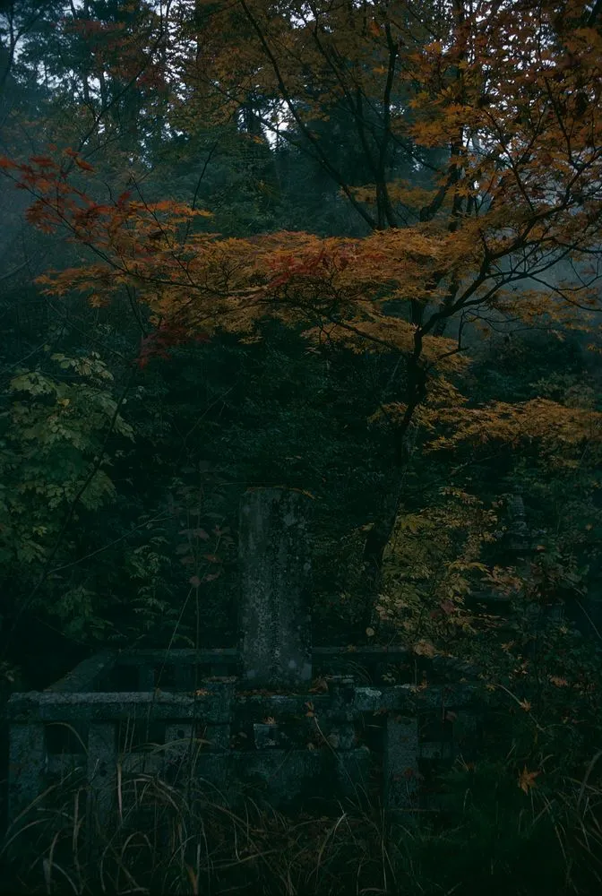 Japan series: Nisen-in, Kyoto