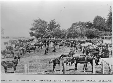 Horse sales at the Hamilton Horse Bazaar Image: Horse sales at the Hamilton Horse Bazaar