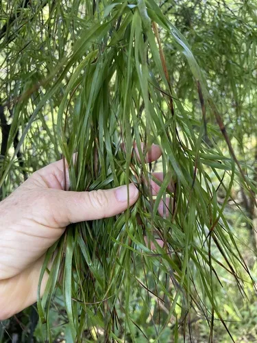 Dracophyllum sinclairii